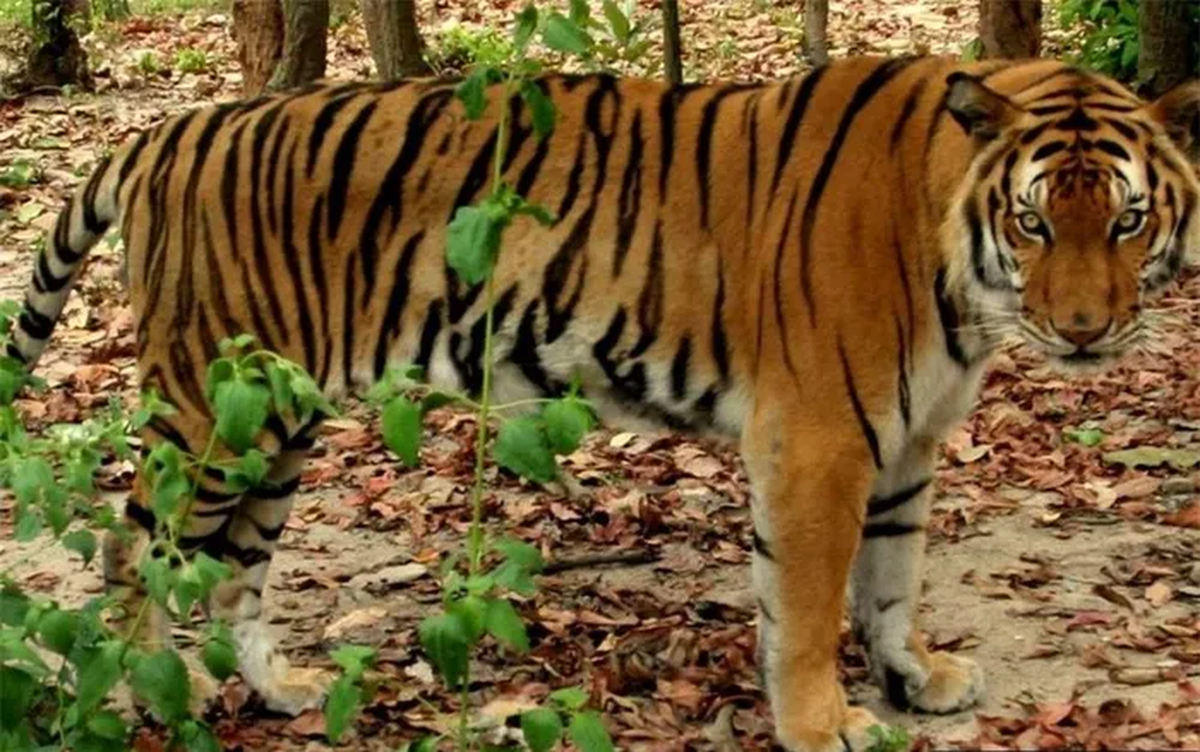 Mặc dù có thông tin về việc tìm thấy một số cá thể hổ hoang dã gần đây, nhưng không có hình ảnh nào chứng minh điều này.