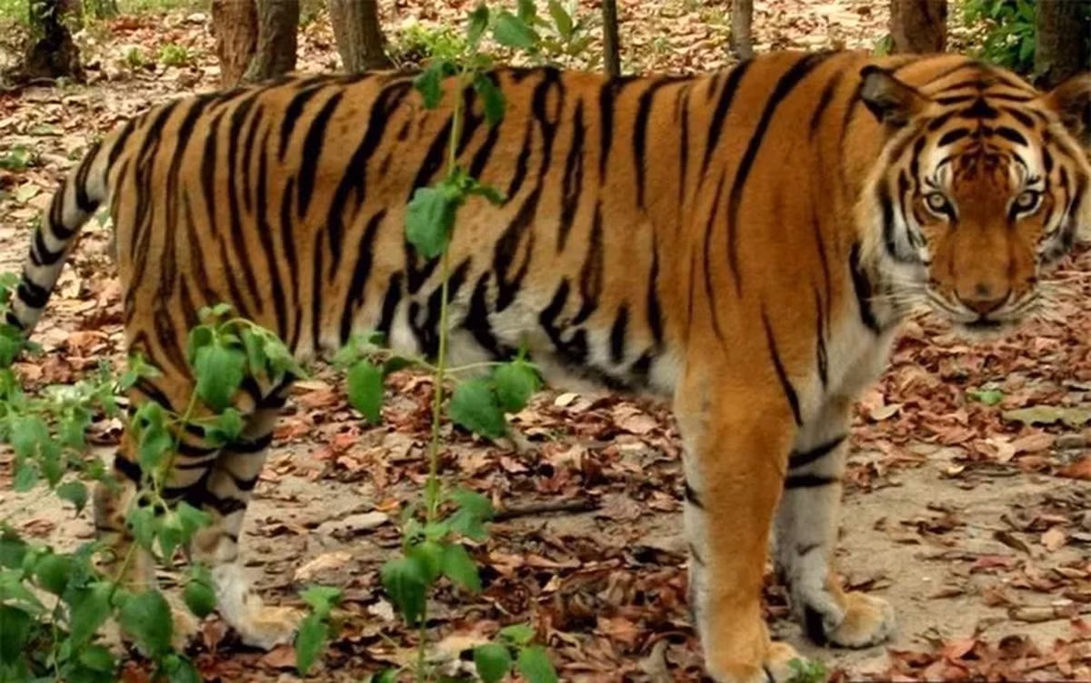 Mặc dù có thông tin về việc tìm thấy một số cá thể hổ hoang dã gần đây, nhưng không có hình ảnh nào chứng minh điều này.