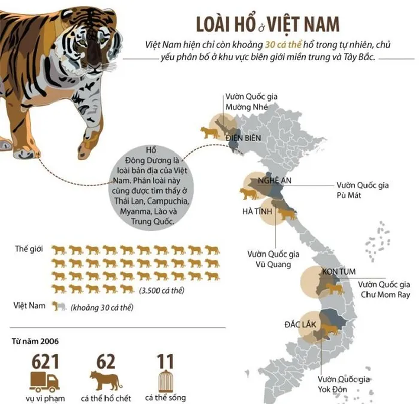 Các nhà nghiên cứu và bảo tồn môi trường vẫn lo ngại về tình trạng nguy cấp của loài hổ Đông Dương tại Việt Nam.