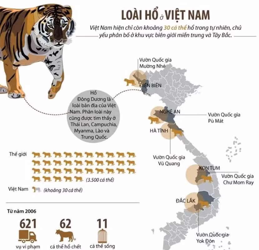 Các nhà nghiên cứu và bảo tồn môi trường vẫn lo ngại về tình trạng nguy cấp của loài hổ Đông Dương tại Việt Nam.