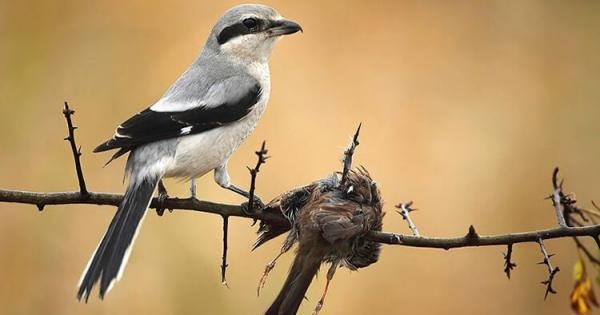 Mặc dù ít được nuôi do tính dữ và khó thuần, nhưng gần đây, sự quan tâm đối với giống chim độc lạ đã tăng lên.
