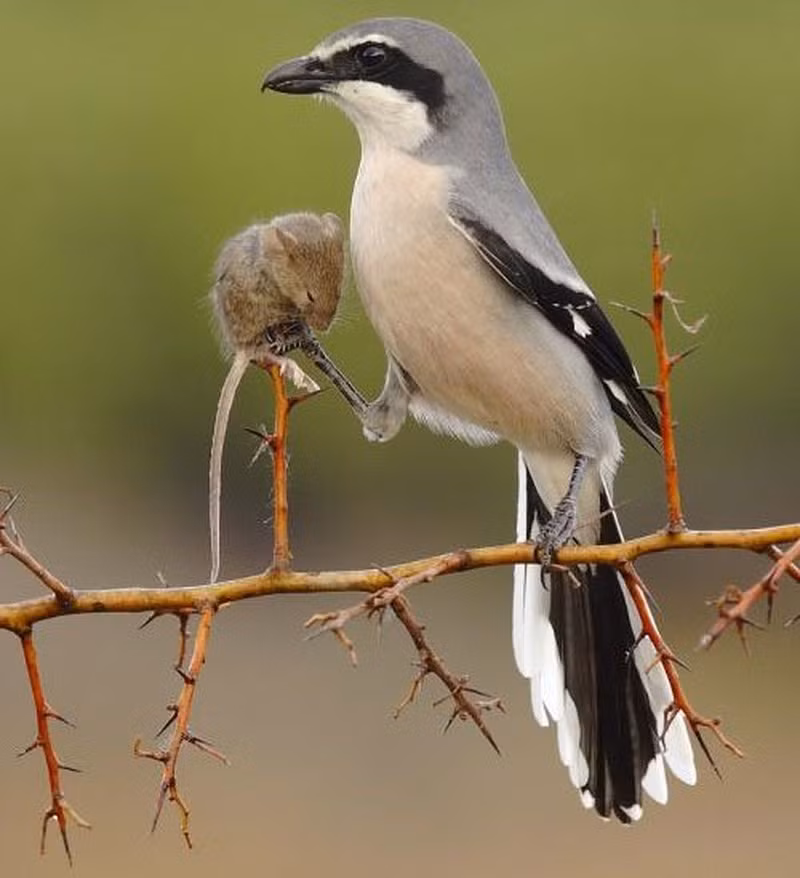 Chim Bách Thanh cần được nuôi với thức ăn động vật như thịt tươi, đồng thời có thể cho chúng thức ăn như chim Oanh cổ đỏ để kích thích tăng trưởng.