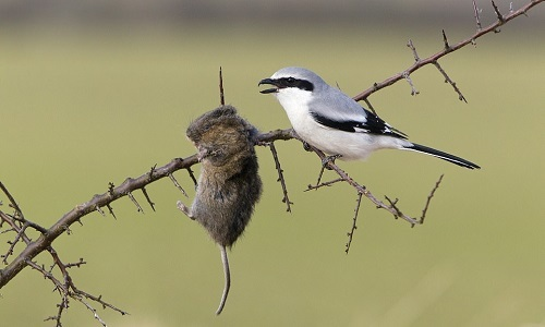 Tính dữ và tiếng kêu chói tai của chúng làm cho những người chơi chim không ưa chuộng.