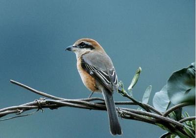 Với móng khỏe và mỏ sắc nhọn, chúng dễ dàng hạ gục mồi, thường đợi mồi chết và chất độc suy giảm trước khi ăn.