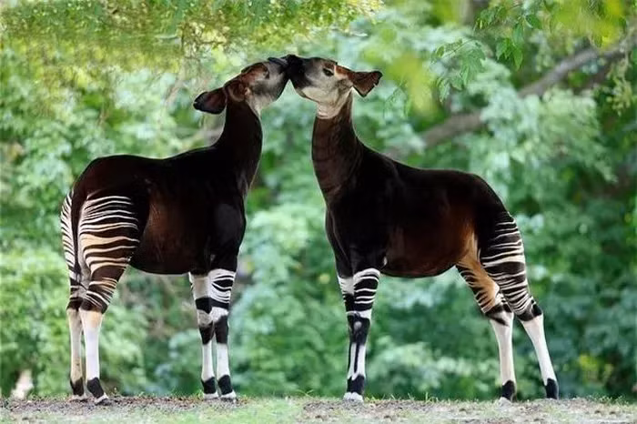 Okapi đã được Liên minh Bảo tồn Thiên nhiên Quốc tế liệt kê là loài "nguy cấp" trong Sách Đỏ.