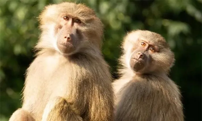 Các xác ướp thuộc loài khỉ đầu chó hamadryas, xuất phát từ Sừng châu Phi và Bán đảo Arab, nhưng chúng được tìm thấy tại Gabbanat el-Qurud, không phải là quê hương tự nhiên của chúng.