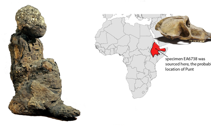 Bí ẩn của việc khỉ đầu chó làm thế nào đến Ai Cập đã được giải mã bởi phương pháp phân tích ADN cổ đại, cho thấy chúng có thể xuất phát từ vùng xung quanh Eritrea, có thể là cảng Adulis, một điểm giao thương quan trọng.
