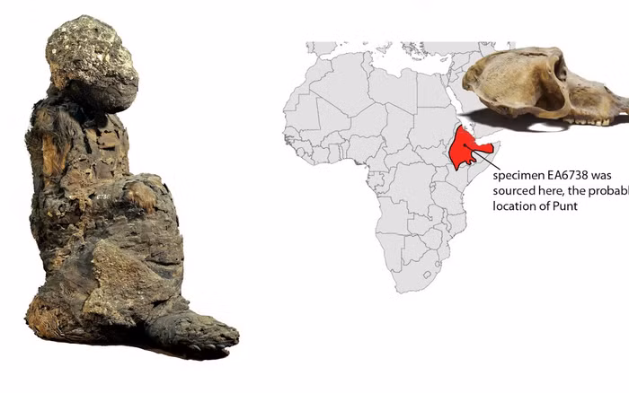 Bí ẩn của việc khỉ đầu chó làm thế nào đến Ai Cập đã được giải mã bởi phương pháp phân tích ADN cổ đại, cho thấy chúng có thể xuất phát từ vùng xung quanh Eritrea, có thể là cảng Adulis, một điểm giao thương quan trọng.