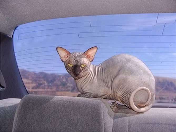 Mèo Sphinx nổi bật với lớp da trần trụi, không có lông, và những nếp da nhăn nheo tạo nên vẻ độc đáo và phá cách.