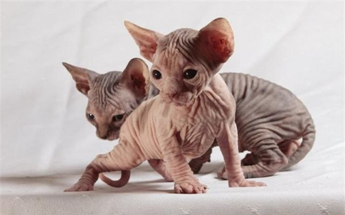 Mèo Sphinx, hay còn được biết đến là mèo không lông, là một giống mèo độc đáo và thu hút sự chú ý với ngoại hình đặc biệt của mình.