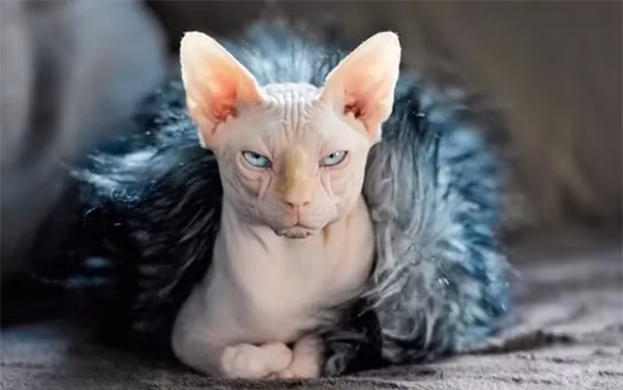Là loài mèo không lông, nên mèo Sphinx cần được chăm sóc đặc biệt để bảo vệ làn da mỏng manh của chúng.