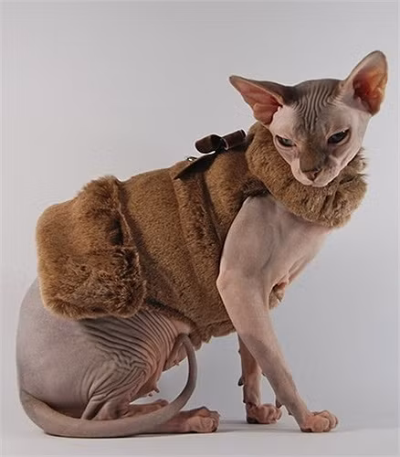 Trong thời tiết lạnh, chúng thường xuyên được mặc áo ấm để giữ nhiệt. Điều này càng làm tôn lên vẻ độc đáo và đẹp mắt của giống mèo này.