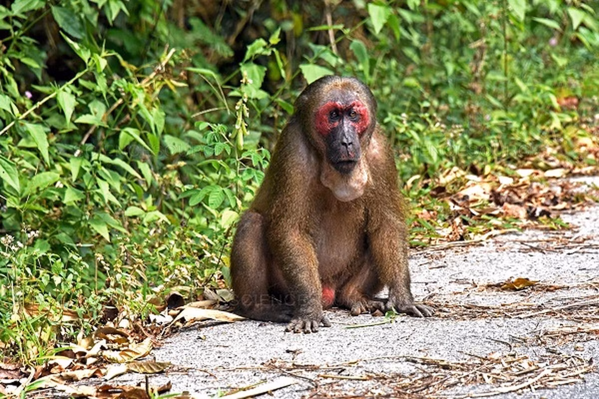Trong đàn khỉ mặt đỏ thường có một con đực dẫn đầu, mỗi ngày có thể di chuyển 400- 3.000m. Đặc tính khi kiếm ăn của loài khỉ này là phát ra tiếng kêu để gọi nhau hoặc khi nhận thấy nguy hiểm.