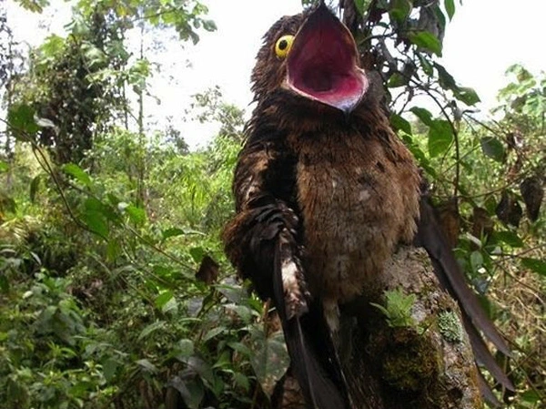 Loài chim này có kết cấu gia đình độc đáo, cả con trống và con mái đều chịu trách nhiệm trong việc ấp trứng và chăm sóc con non sau khi nở.