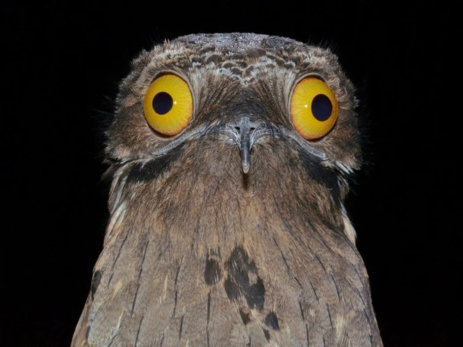 Chim Potoo, với tên khoa học Nyctibius Griseus, là một loài chim sống ẩn mình trong rừng Trung và Nam Mỹ, nổi tiếng với vẻ ngoại hình xấu xí và đôi mắt tròng vàng to tướng.