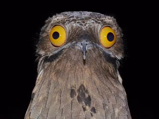 Chim Potoo, với tên khoa học Nyctibius Griseus, là một loài chim sống ẩn mình trong rừng Trung và Nam Mỹ, nổi tiếng với vẻ ngoại hình xấu xí và đôi mắt tròng vàng to tướng.