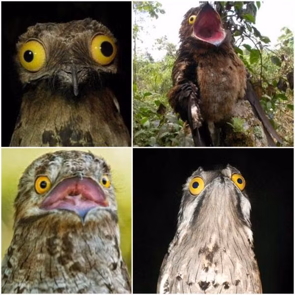 Tuy nhiên, chúng thực tế không tấn công con người và thường tự vệ bằng cách đóng băng, tỏ ra nhát người nhưng đầy tinh tế.