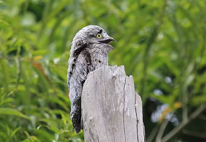 Thường bị nhầm lẫn với chim ma vì vẻ ngoại hình kỳ dị, chúng được mệnh danh là "sứ giả địa ngục".