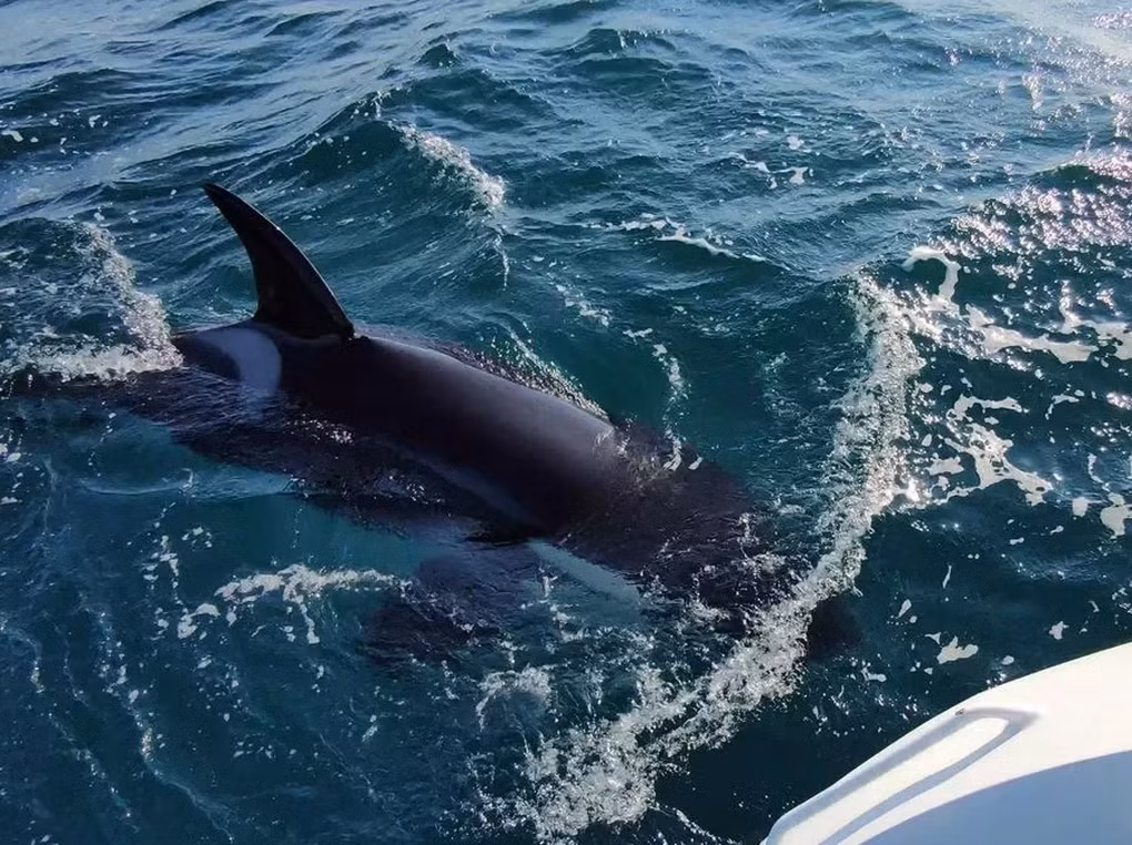 Cá mập trắng, thường được coi là hung thần đại dương, có chiều dài gần 5 mét, nhưng cá voi sát thủ có thể lớn hơn với chiều dài tới 8 mét và nặng 6 tấn.