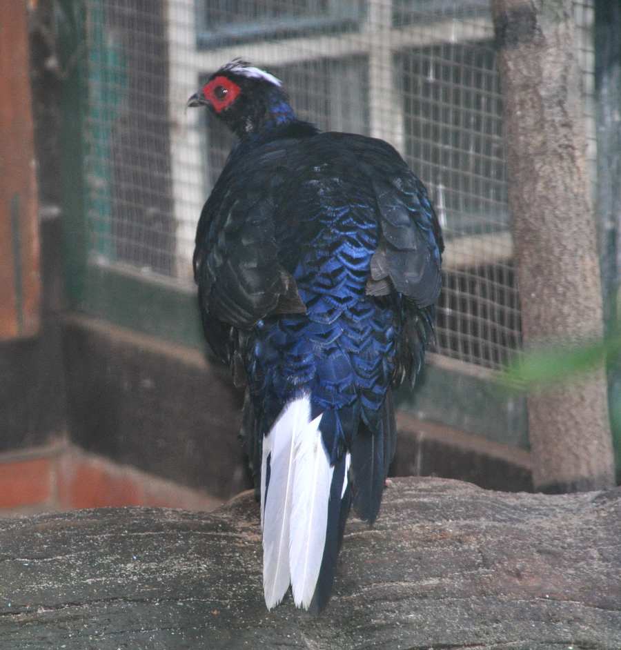 Loài gà điệu đà này sống ở những đồi thấp, thung lũng ven suối với độ cao khoảng 50 - 200m, nơi có nhiều cây cỏ, mây, và tre nứa.