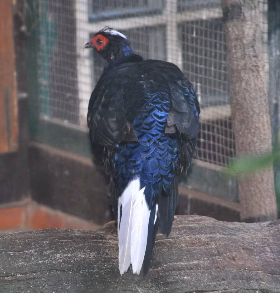 Loài gà điệu đà này sống ở những đồi thấp, thung lũng ven suối với độ cao khoảng 50 - 200m, nơi có nhiều cây cỏ, mây, và tre nứa.