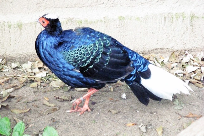 Gà lôi lam đuôi trắng sinh sống chủ yếu ở miền Trung Việt Nam, đặc biệt xung quanh Khu bảo tồn thiên nhiên Kẻ Gỗ tại Hà Tĩnh và Quảng Bình.