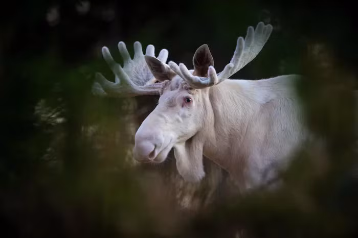 Nai sừng tấm trắng tương tự cũng đã được ghi nhận ở Alaska và Canada.