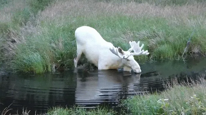 Nai sừng tấm thường sống tại rừng phía bắc và rừng rụng lá hỗn hợp tại Bắc bán cầu thuộc khí hậu ôn đới đến khí hậu cận Bắc Cực.