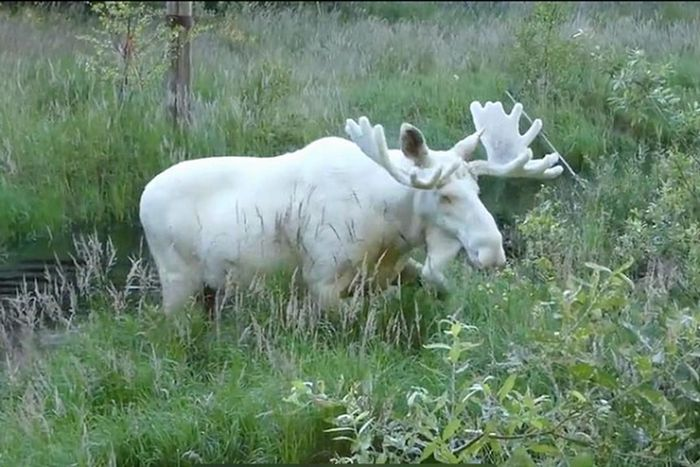 Đây là một trong khoảng 30 con nai sừng tấm với đặc điểm lông trắng sống trong khu vực này, theo ước tính của các nhà nghiên cứu.