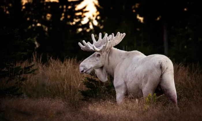 Nai sừng tấm là thành viên lớn nhất còn tồn tại thuộc họ Hươu nai, phân bố chủ yếu ở châu Âu và Bắc Mỹ. Ϲon trưởng thành có thể cao trên 2,1m và nặng hơn 600kg.