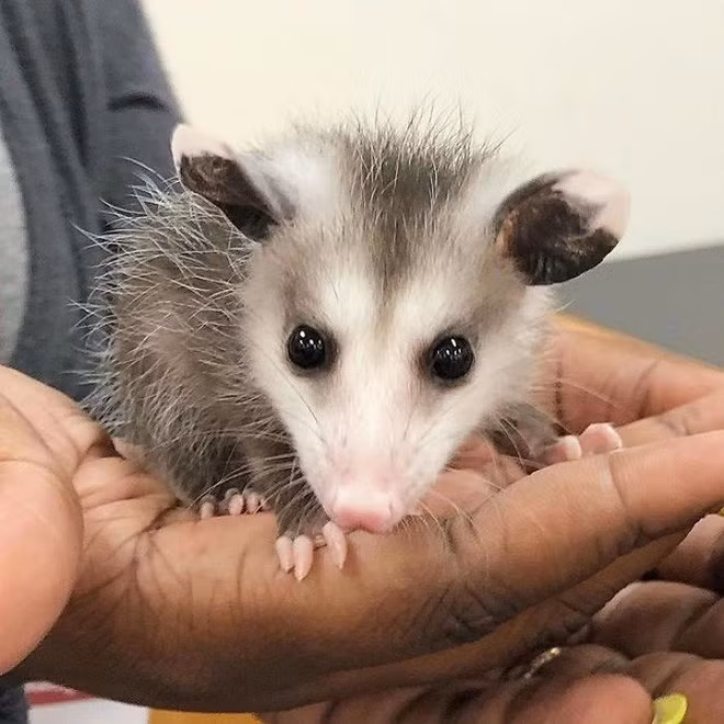 Cô đeo găng tay để bảo vệ bản thân và cố gắng kéo con chồn ra khỏi cây thông Noel. Sau nhiều cố gắng, cô thành công và thả nó ra khỏi nhà.