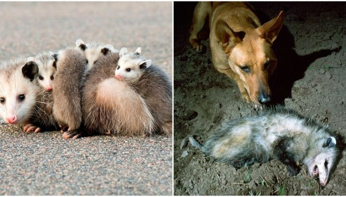 Chồn Opossum, loài thú có túi đặc hữu của châu Mỹ. Khi rơi vào tình thế nguy hiểm hoặc cảm thấy quá sợ hãi, chúng sẽ thực hiện việc giả chết.