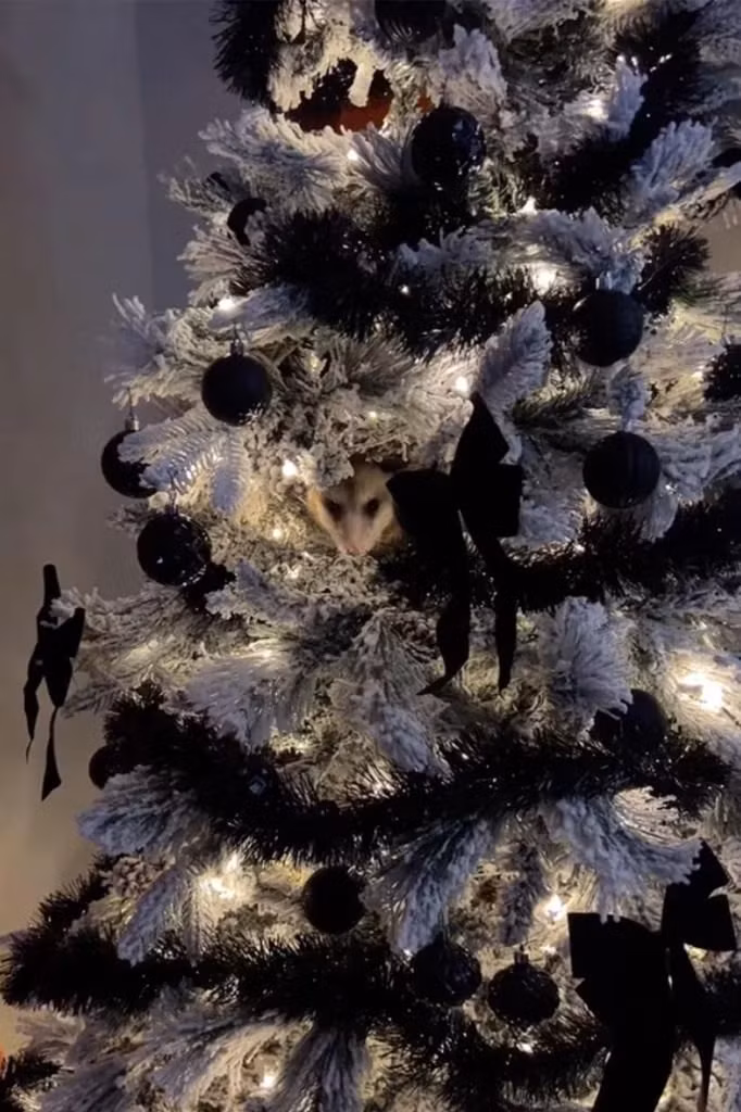 Brett Ingram, giám đốc tiếp thị truyền thông 29 tuổi, nghe thấy tiếng động kỳ lạ khi đang làm việc ở nhà.