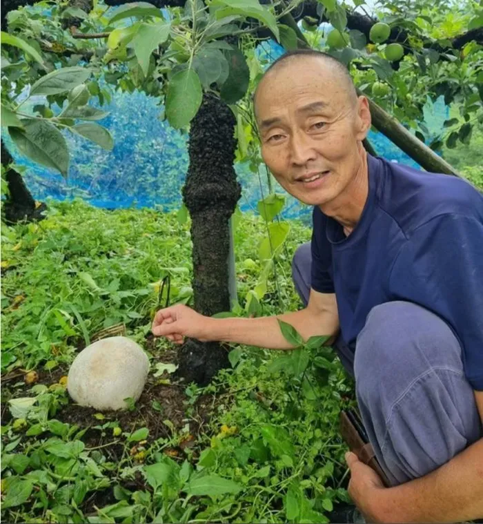 Sau khi tham khảo chuyên gia, ông Seo Gi-seok biết đó là loại nấm phồng khổng lồ Calvatia gigantea, hay còn gọi là nấm trứng Daenggu