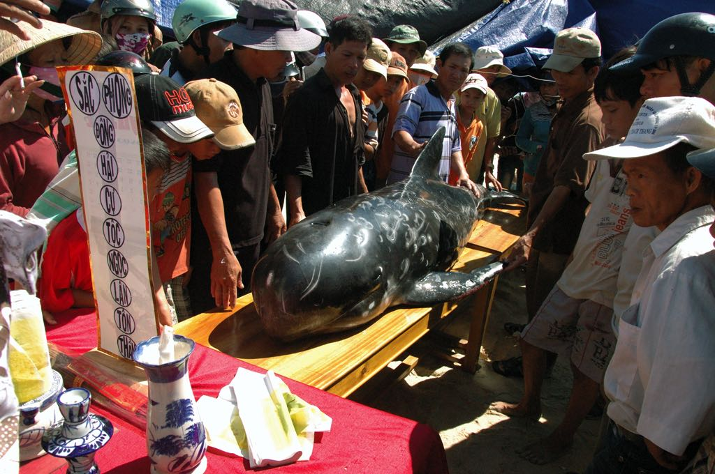 Tục thờ cá Ông là một tín ngưỡng dân gian vùng duyên hải miền Trung và miền Nam Việt Nam từ Thanh Hóa đến toàn bộ các tỉnh ven biển miền Nam. Đây là tín ngưỡng của cư dân vùng biển, hay còn gọi là vạn chài.