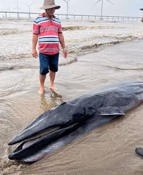 Có khả năng cá Ông bị sóng biển đánh trôi dạt vào bờ, mắc cạn, gây kiệt sức và tử vong.