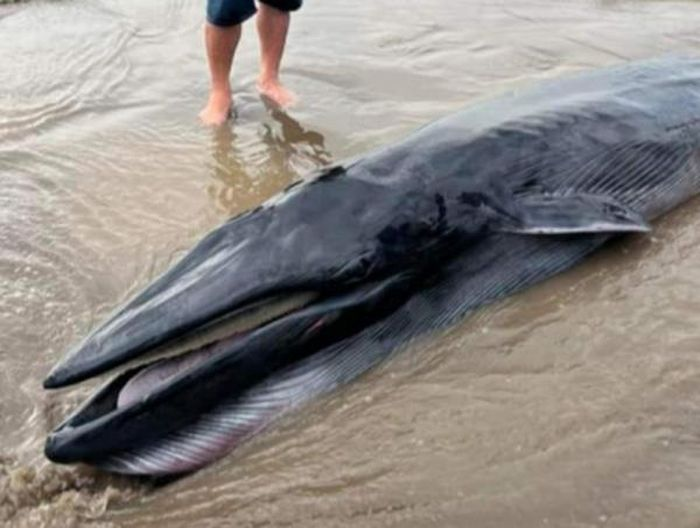Người dân gần đó tìm cách đưa cá Ông ra khơi, nhưng cá vẫn trôi dạt vào bờ và chết do kiệt sức.