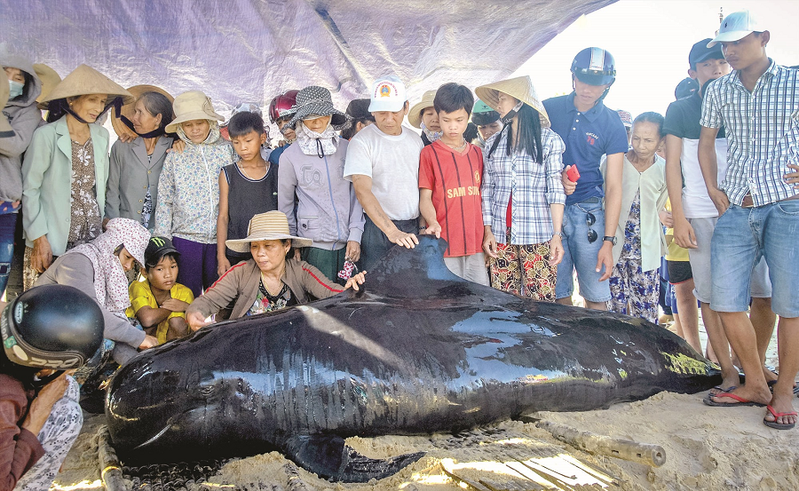 Tuy nhiên khoa học cũng kiểm chứng được một phần vì khi giông tố nổi lên thì cá voi cũng bị sóng biển đẩy vào bờ và dễ bị mắc cạn. Cá voi theo thuyền để tìm vật cọ xát cho con cá ép trên thân mình rớt ra khỏi sóng biển. Vì hiện tượng song hành này ngư dân cho là cá "giúp" dân chài.