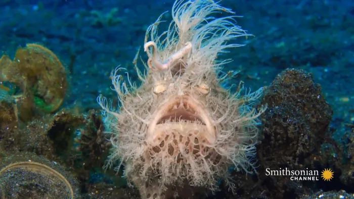 Dạ dày của cá ếch lông linh hoạt, cho phép chúng nuốt trọn con mồi lớn gấp đôi kích thước của mình.