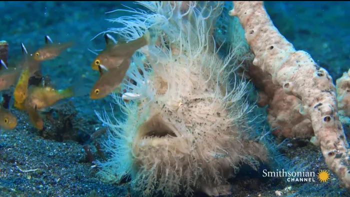 Chúng thường xuất hiện ở vùng nước ấm trên toàn thế giới và ít khi bơi, thay vào đó, chúng nhảy bằng cách hút nước qua miệng và đẩy ra thông qua khe mang ở phía sau chân.