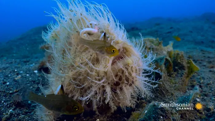 Loài cá lông lá này còn có khả năng thay đổi màu sắc để hòa trộn với môi trường, và đôi khi, chúng có vẻ như đang "đi bộ" trên cát.