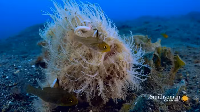 Loài cá lông lá này còn có khả năng thay đổi màu sắc để hòa trộn với môi trường, và đôi khi, chúng có vẻ như đang "đi bộ" trên cát.