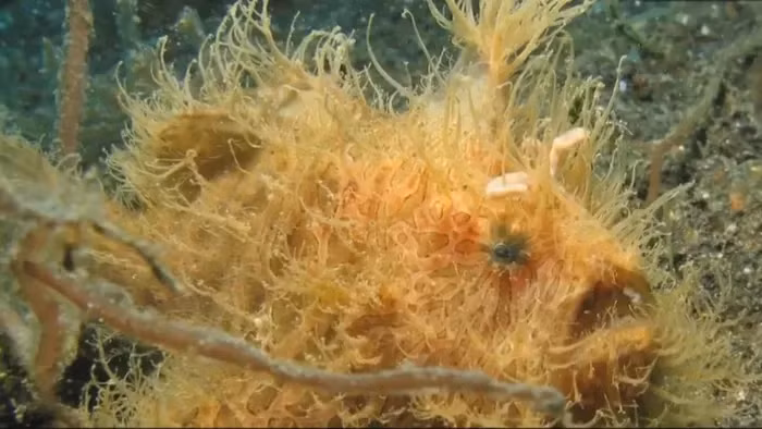 Khả năng mở miệng gấp 12 lần kích thước bình thường khi tấn công là một trong những đặc điểm nổi bật, độc đáo của loài cá này trong thế giới biển.