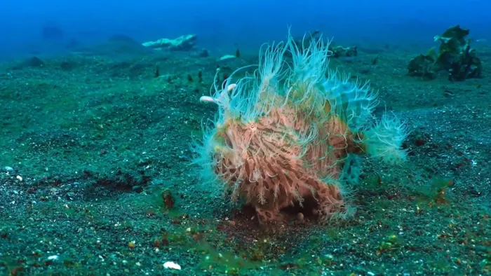 Với cơ thể được phủ bởi những gai giống như tóc, cá ếch lông có khả năng ngụy trang trong môi trường biển bằng cách thay đổi màu sắc.