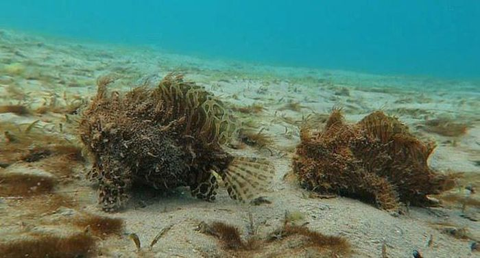 Cá ếch lông, hay còn gọi là cá ếch có vân, là một loài cá biển kỳ lạ và độc đáo.