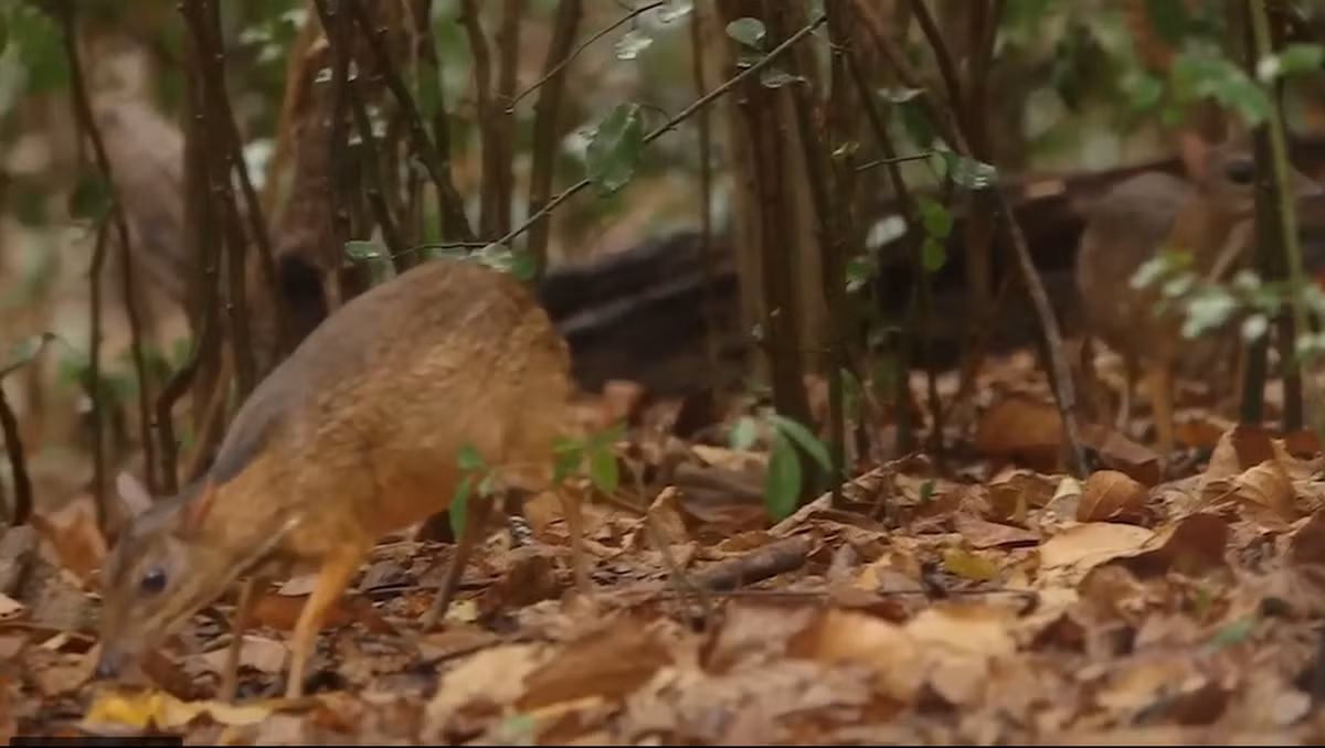 Cheo cheo lưng bạc có ngoại hình giống hươu nhưng kích thước chỉ bằng một con thỏ, là loài động vật guốc chẵn và có tầm quan trọng trong hệ sinh thái rừng khô hạn ven biển của Việt Nam.