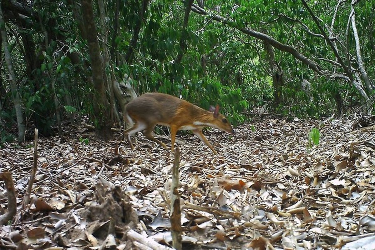 Cheo cheo lưng bạc, còn gọi là hươu chuột, được biết đến lần đầu tiên vào năm 1910 tại Nha Trang. Tuy nhiên, sau đó, không có thông tin khoa học về loài này cho đến năm 1990, khi xác của một con được thu thập từ một thợ săn ở miền Trung Việt Nam. Đến thời điểm này, loài này đã được coi là tuyệt chủng trong hơn 30 năm.