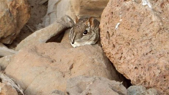 Chuột chù voi, còn được gọi là sengi, thuộc họ Macroscelididae và có hình thù giống chuột chù với mũi dài như vòi voi.