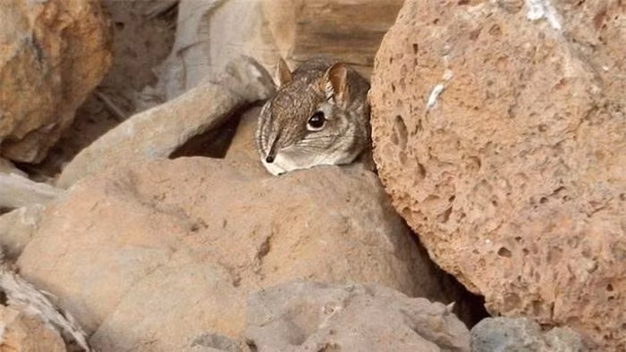 Chuột chù voi, còn được gọi là sengi, thuộc họ Macroscelididae và có hình thù giống chuột chù với mũi dài như vòi voi.