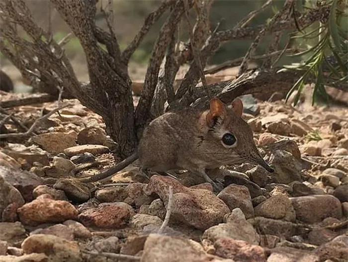 Từ năm 1970, loài chuột chù voi được cho là đã biến mất, với 39 mẫu vật được bảo tồn trong các bảo tàng là bằng chứng duy nhất về sự tồn tại của chúng.